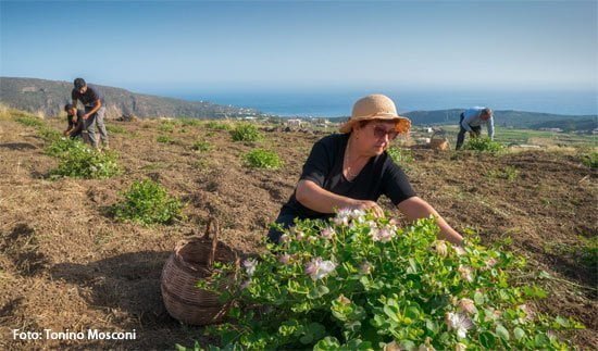 Raccolta dei Capperi di Pantelleria
